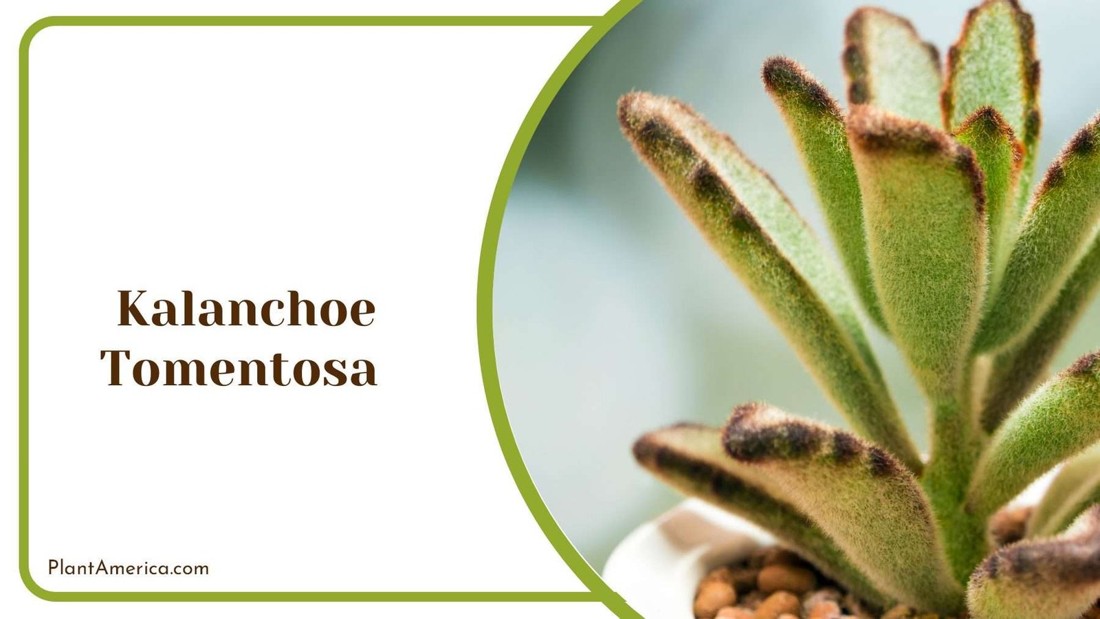 Kalanchoe Tomentosa Leaves Plant America Kalanchoe Tomentosa Leaves Plant America