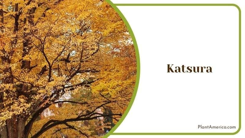 Katsura Cercidiphyllum Tree Plant America Katsura Cercidiphyllum Tree Plant America