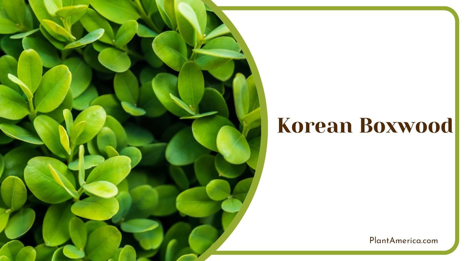Korean Boxwood Shrubs Plant America