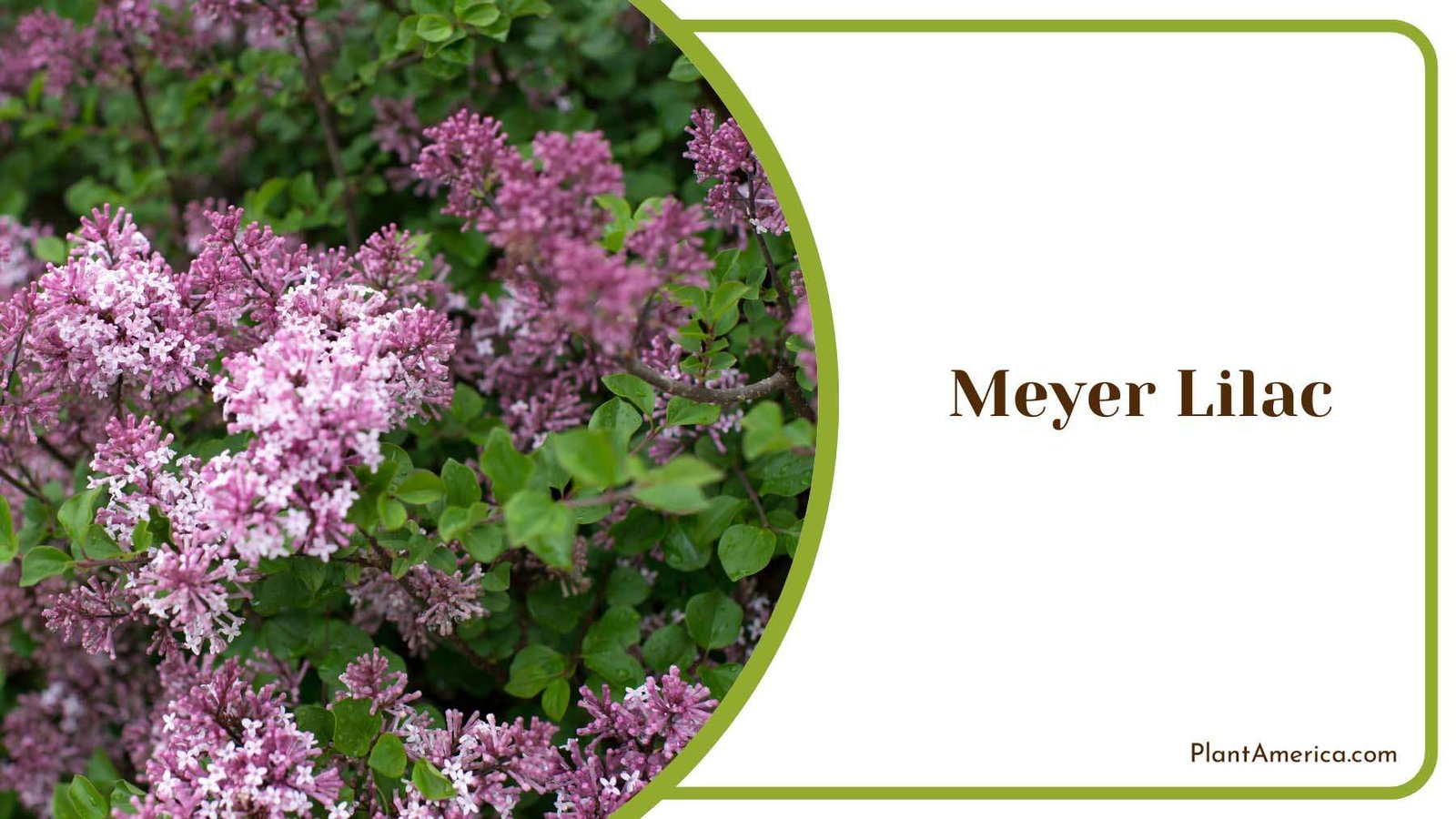 Late Spring Meyer Lilac Plant America