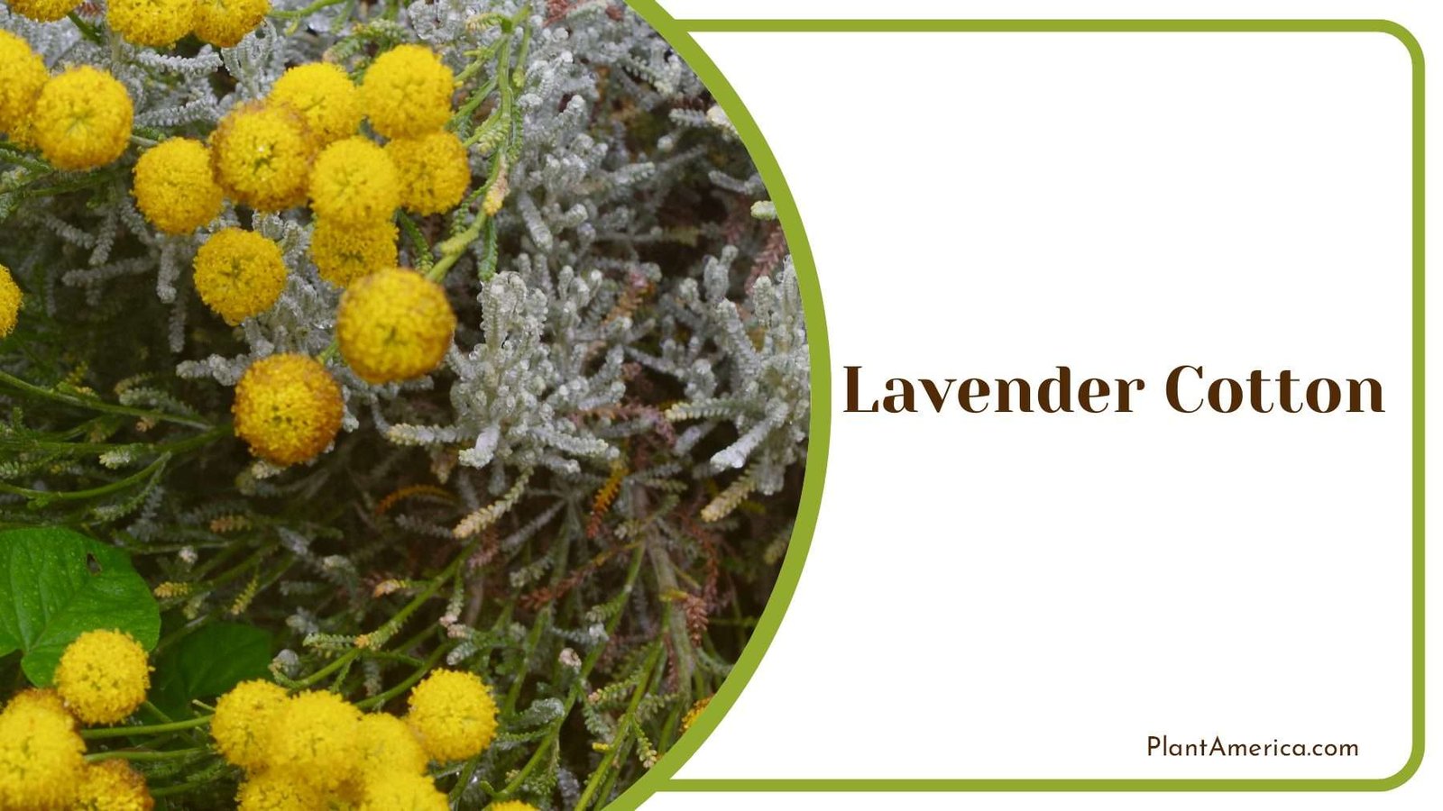 Lavender Cotton Garden Beauty Plant America
