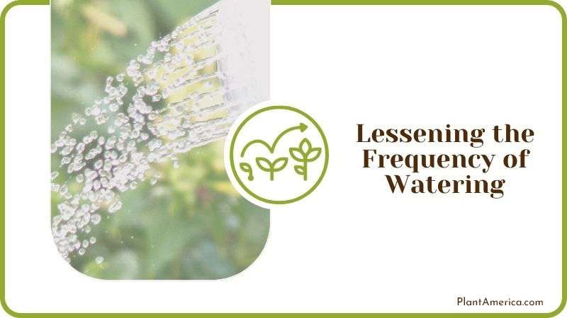 Lessening the Frequency of Watering Plant America