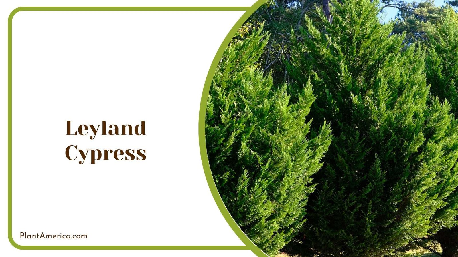 Leyland Cypress Green Shrubs Plant America