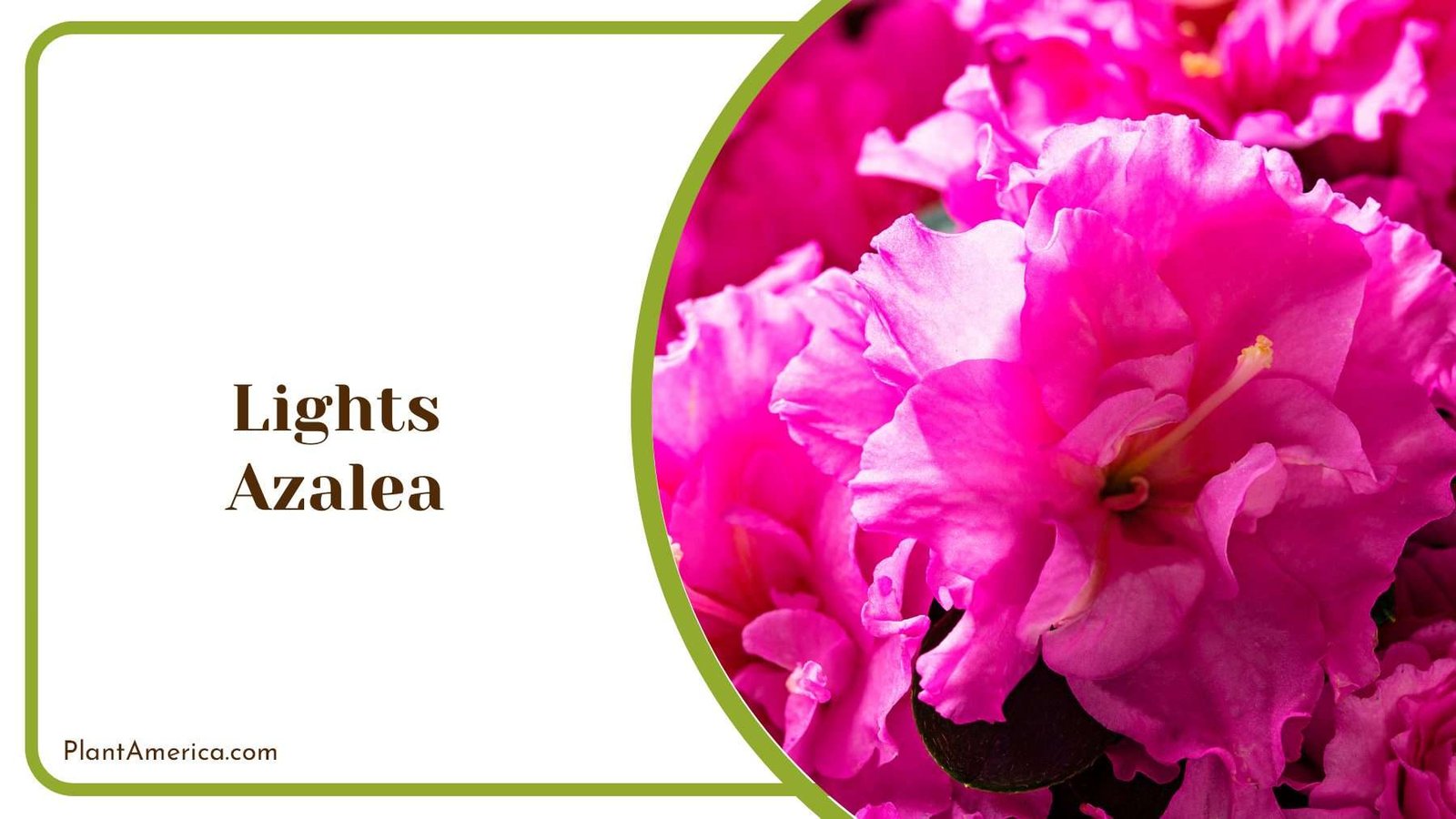 Lights Azalea With Bountiful Clusters Of Blossoms