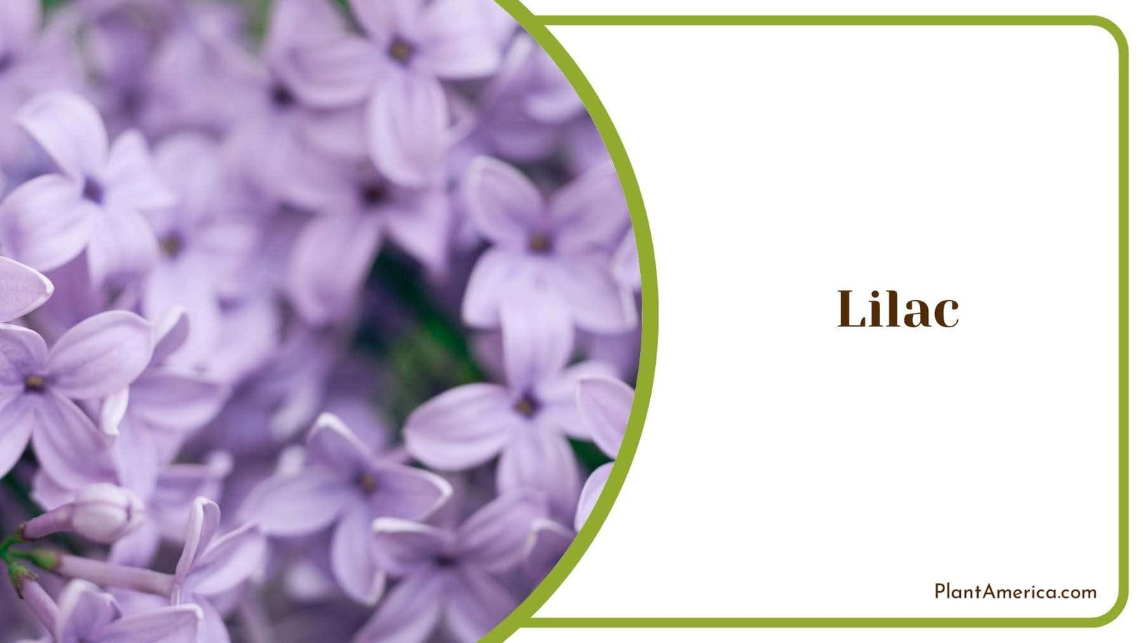 Lilac Flower Plant America Lilac Flower Plant America