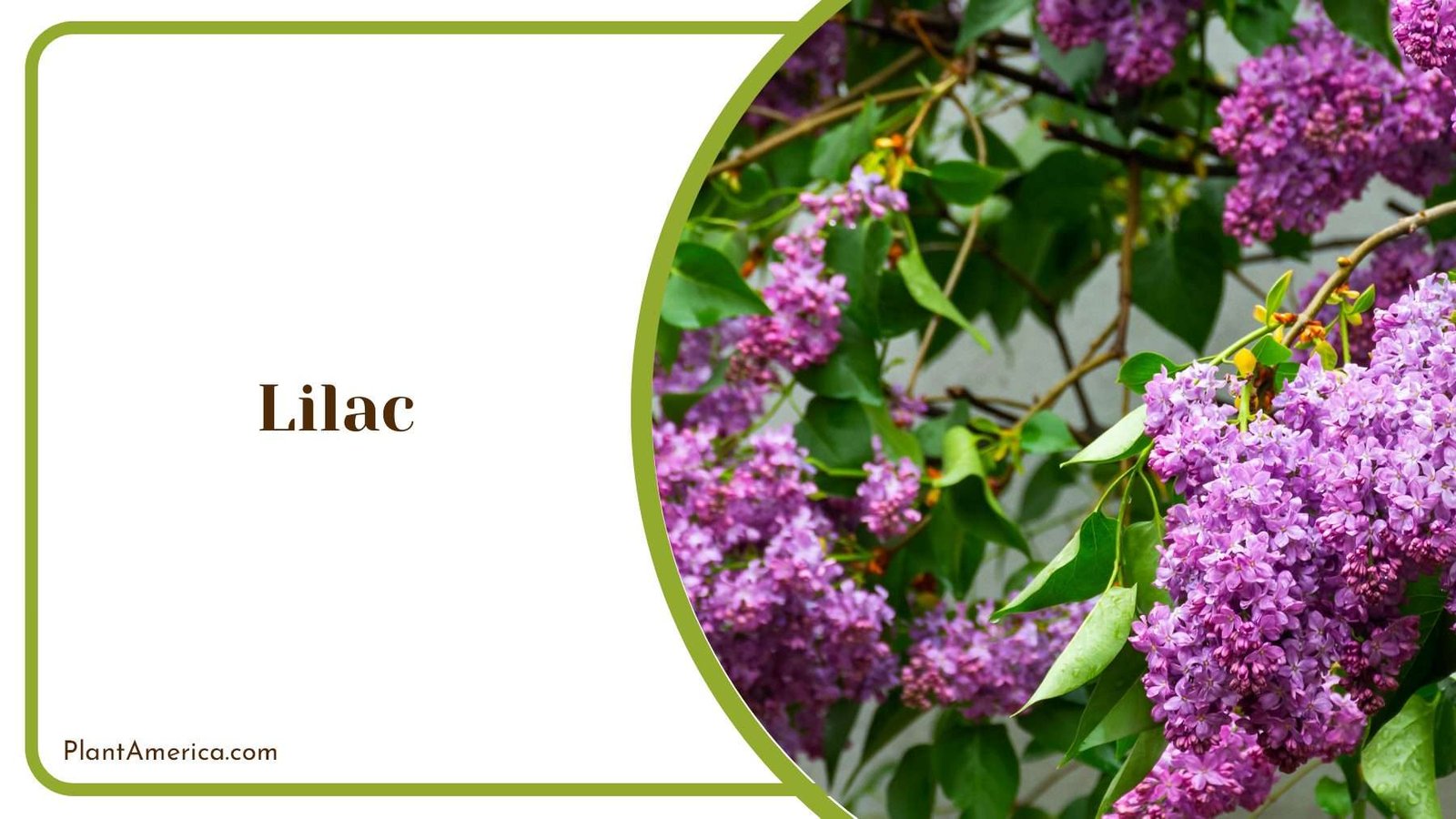 Lilac With Green Leaves Plant America