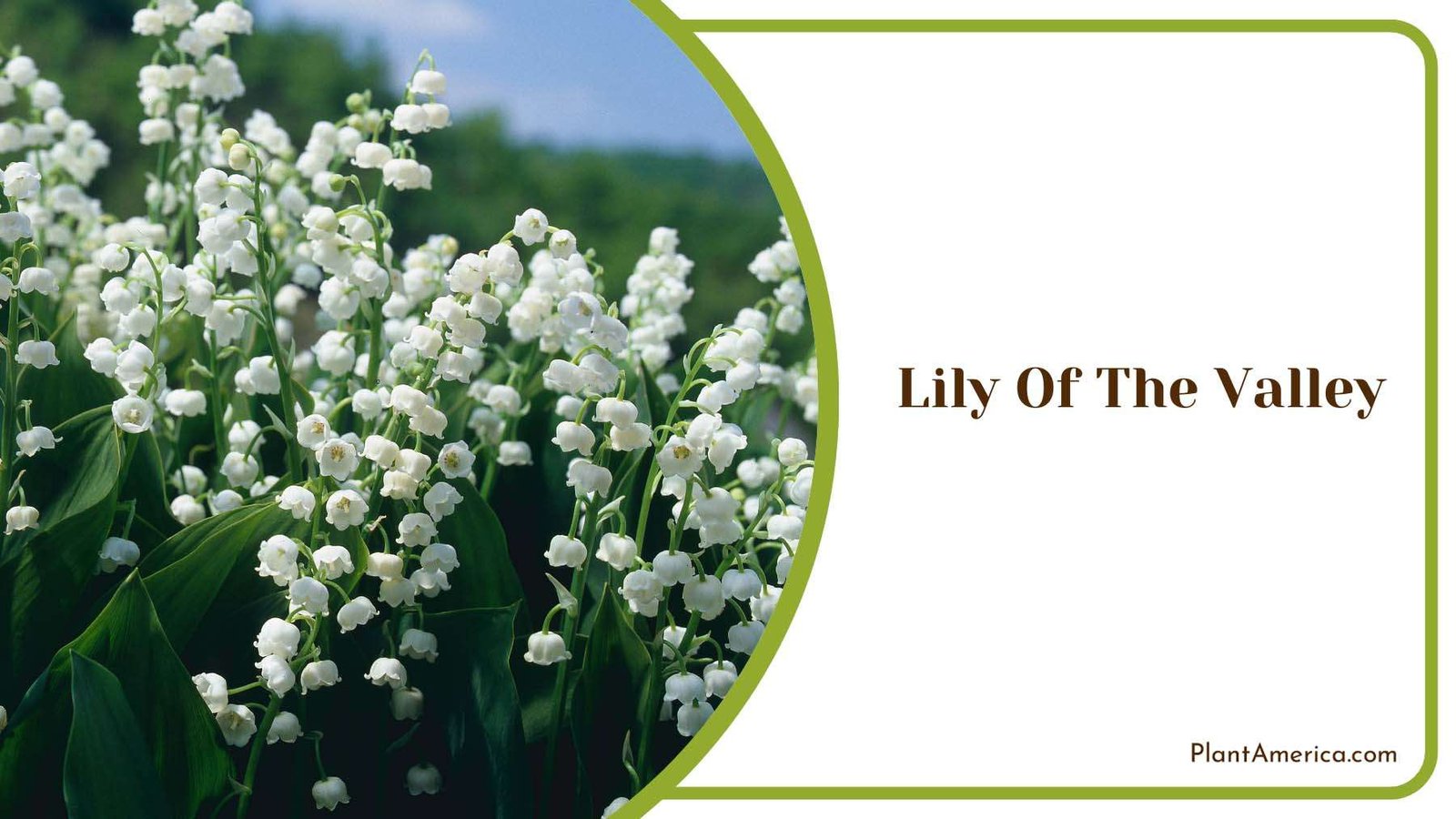 Lily Of The Valley Plant America