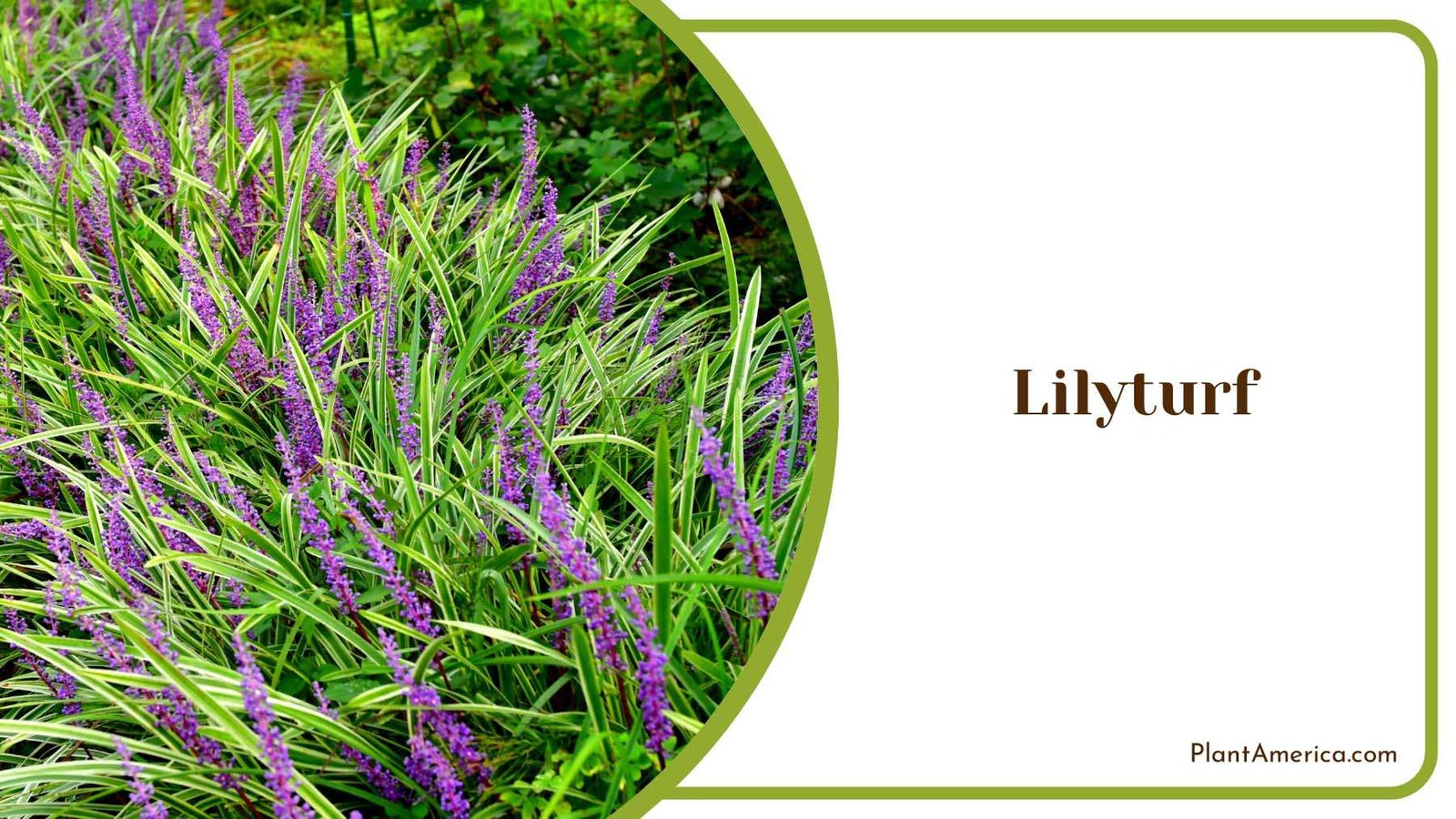 Lilyturf Ground Cover Plant America