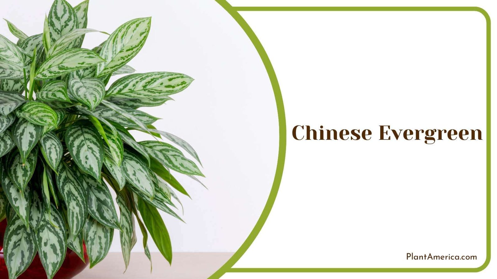 Lush Chinese Evergreen Foliage Plant America