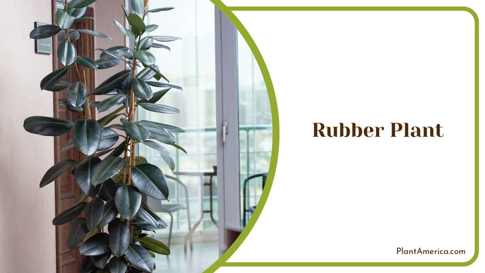 Lush Rubber Plant Foliage Plant America