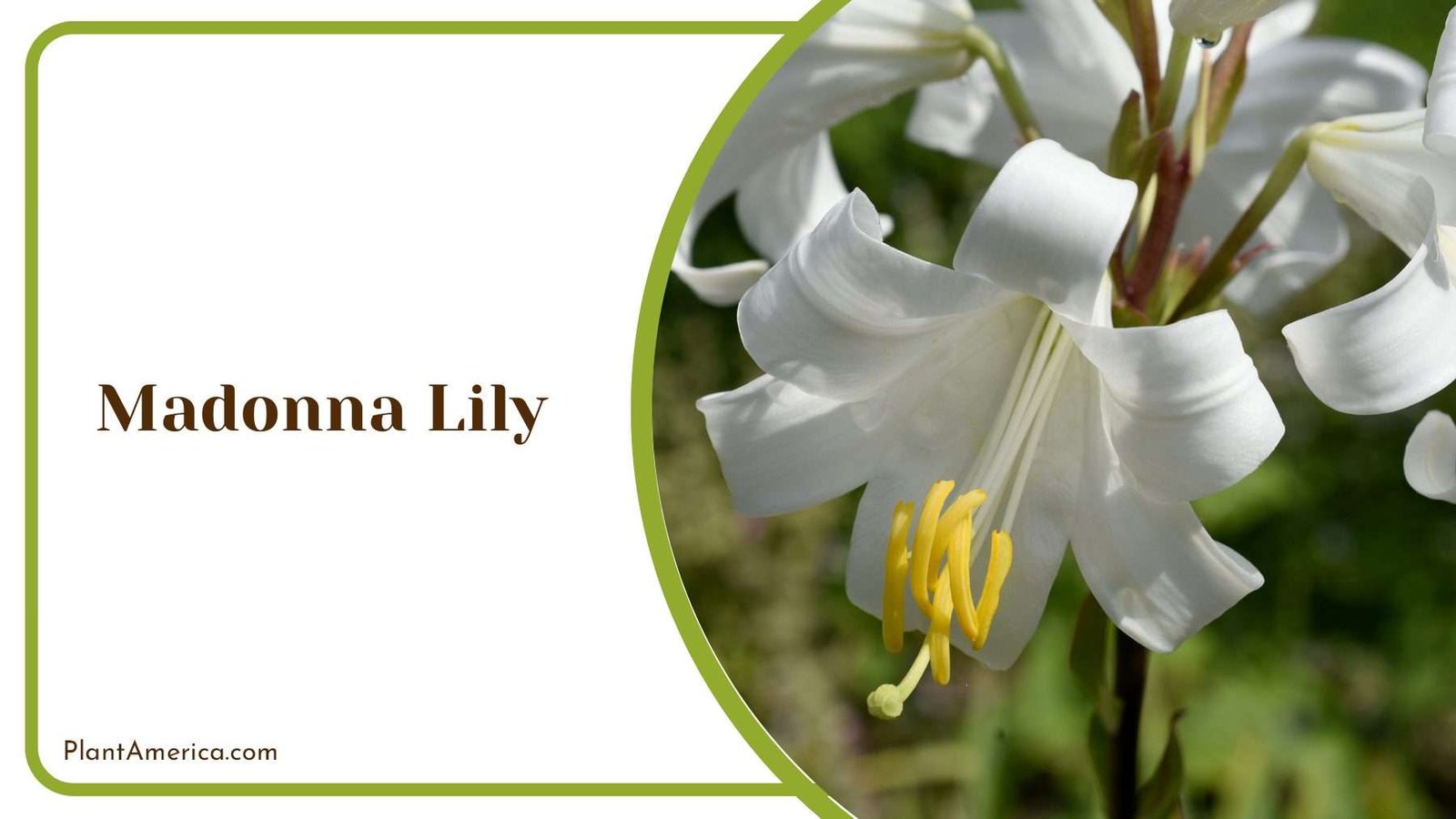 Madonna Lily Elegance Plant America