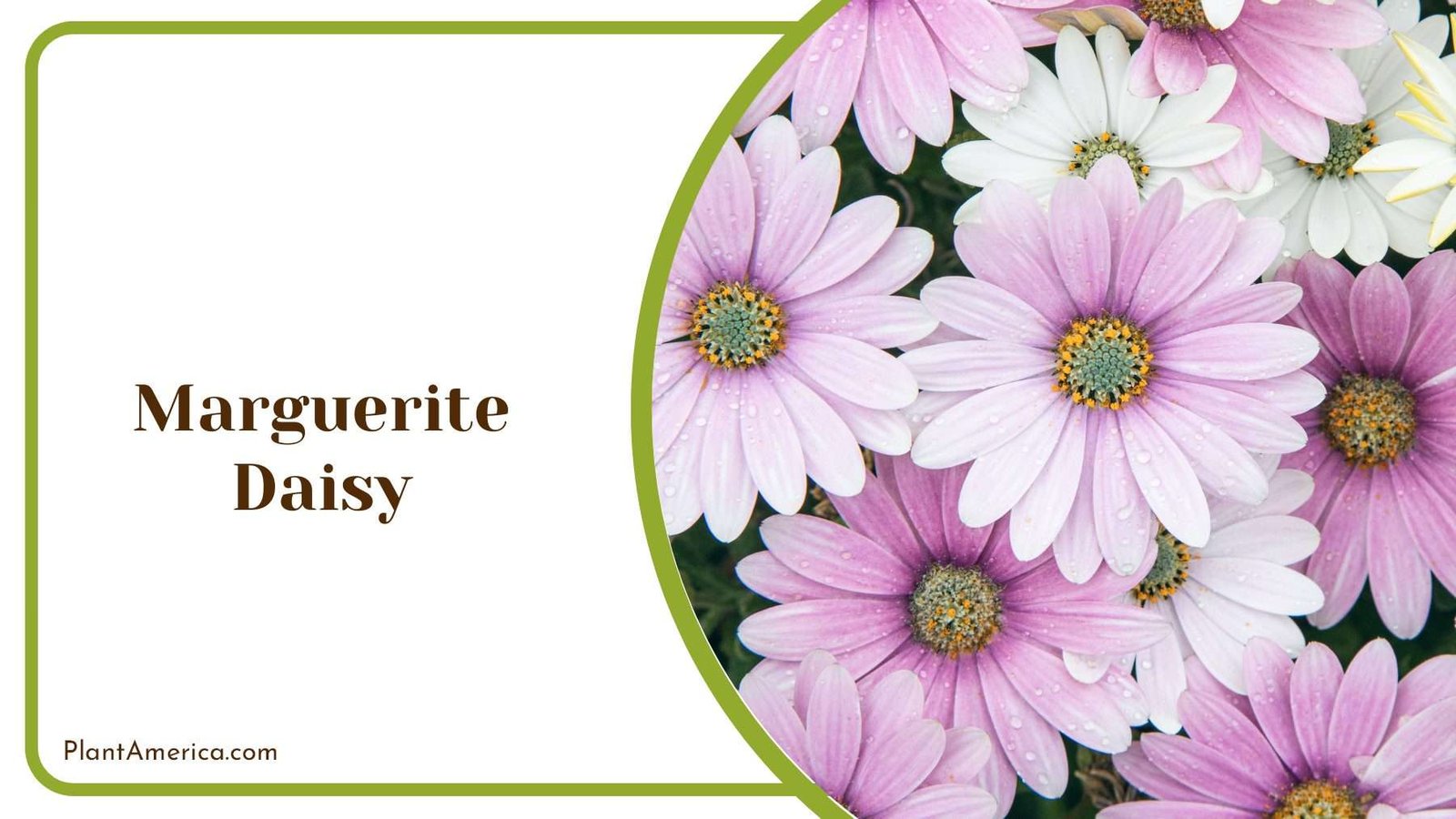 Marguerite Daisy Flowers Plant America