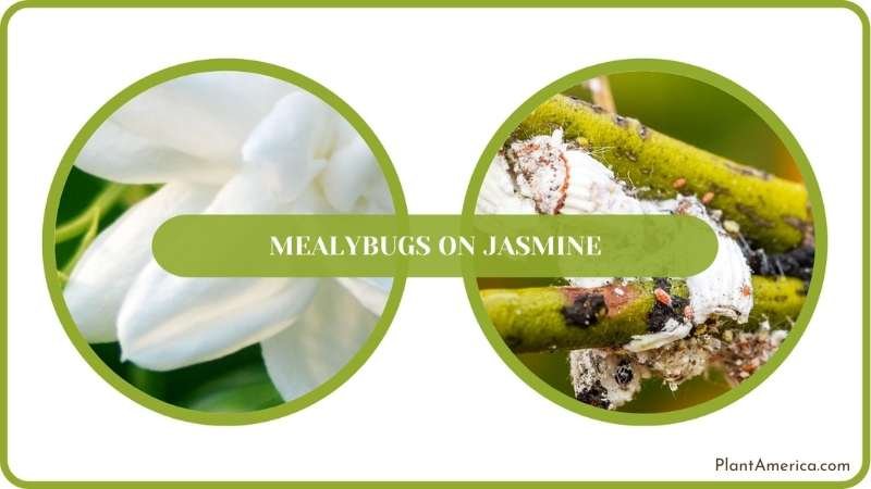 Mealybugs on Jasmine Fixed Plant America Mealybugs on Jasmine Fixed Plant America