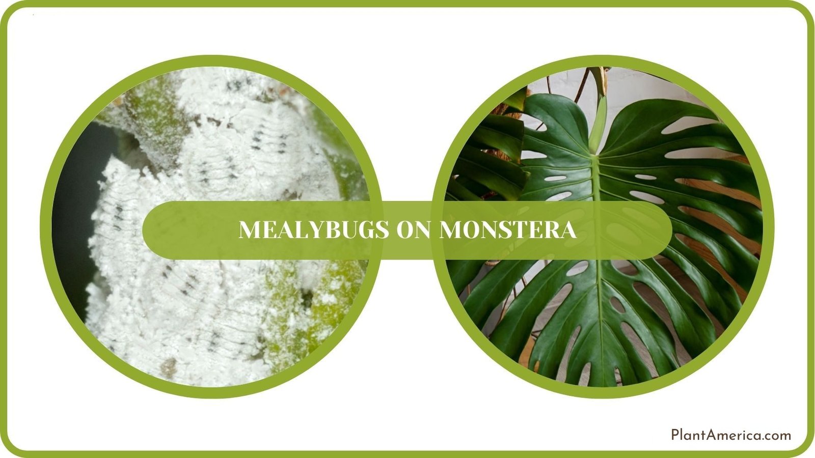 Mealybugs on Monstera Details ~ Plant America Mealybugs on Monstera Details ~ Plant America