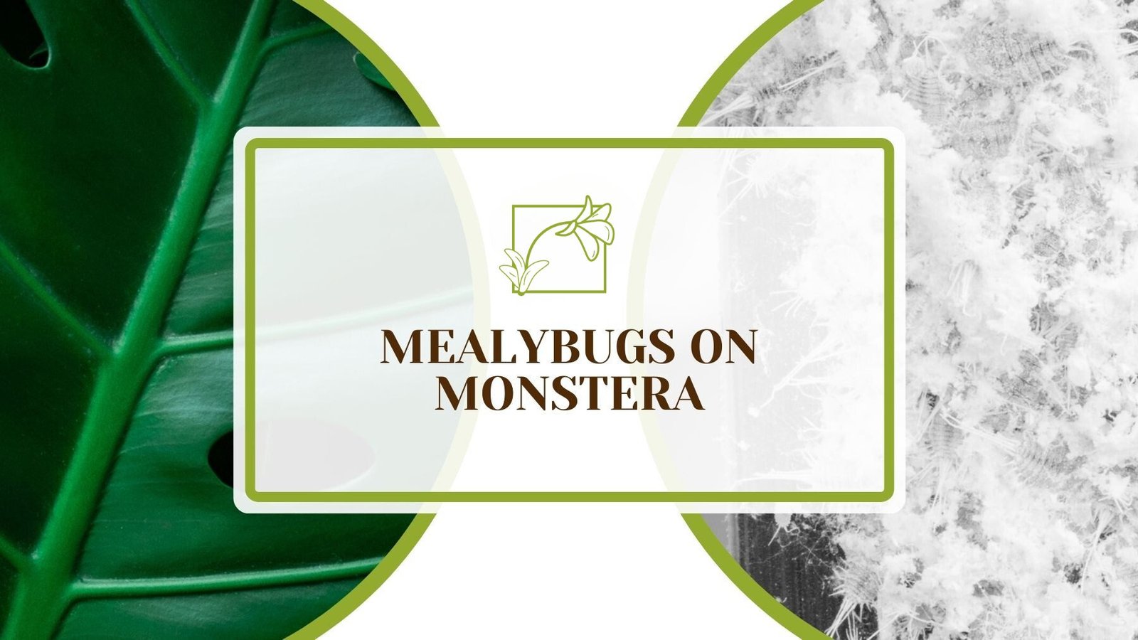 Mealybugs on Monstera ~ Plant America Mealybugs on Monstera ~ Plant America