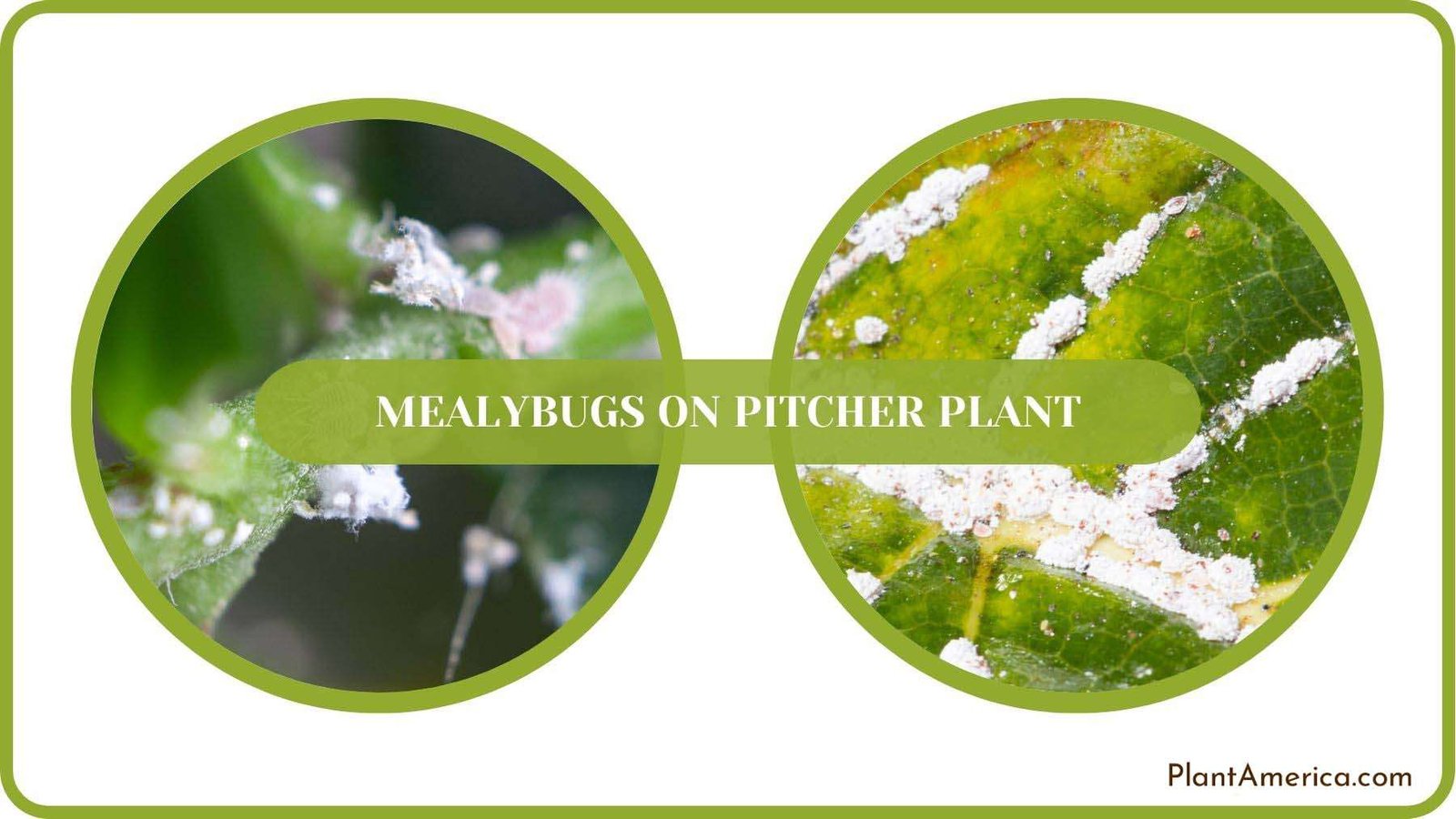 Mealybugs on Pitcher Plant Details Plant America Mealybugs on Pitcher Plant Details Plant America