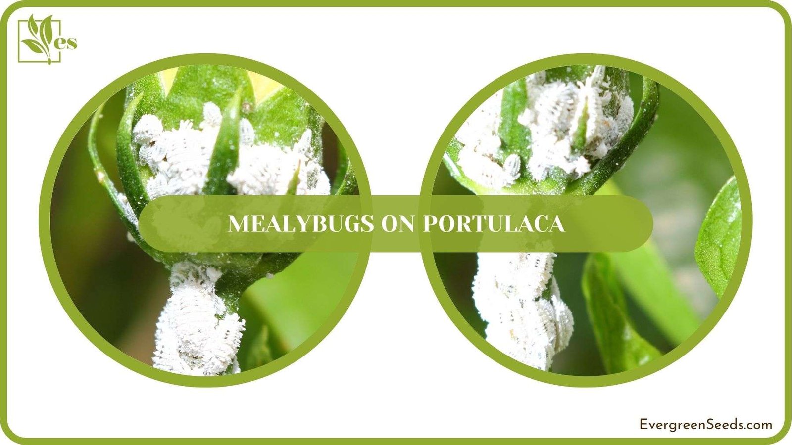 Mealybugs on Portulaca Solved Plant America