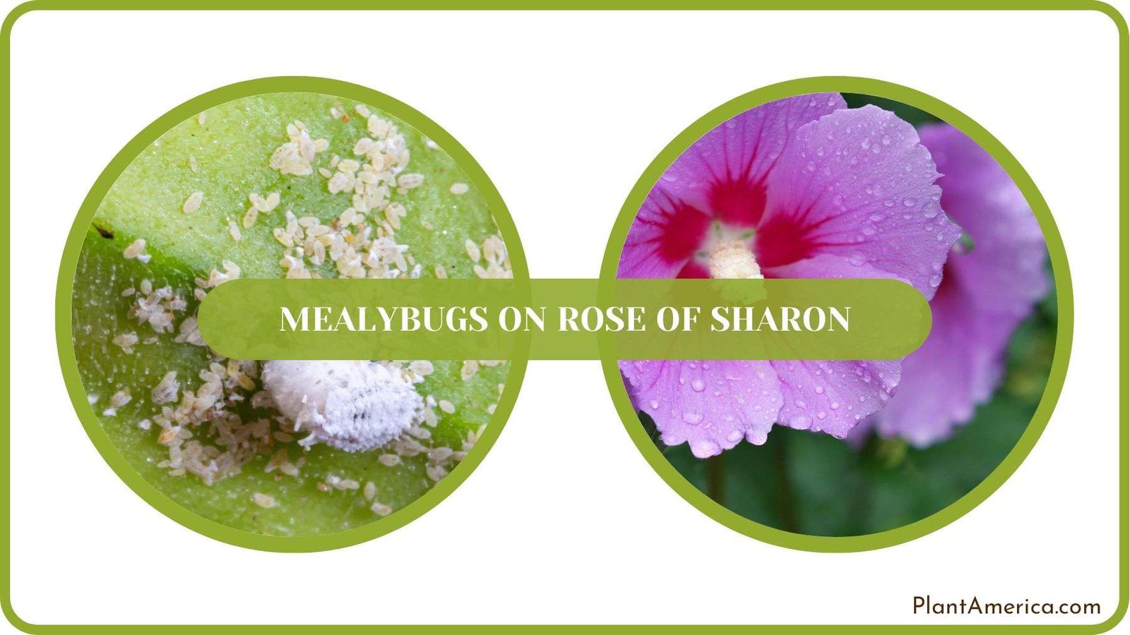 Mealybugs on Rose of Sharon Fixed Plant America Mealybugs on Rose of Sharon Fixed Plant America