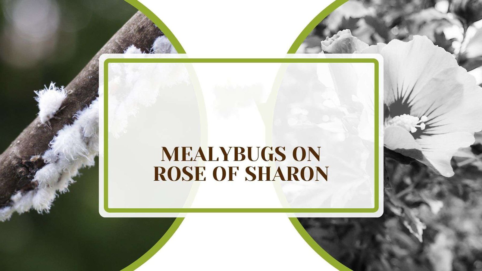 Mealybugs on Rose of Sharon Plant America Mealybugs on Rose of Sharon – Do This To Reclaim Your Garden