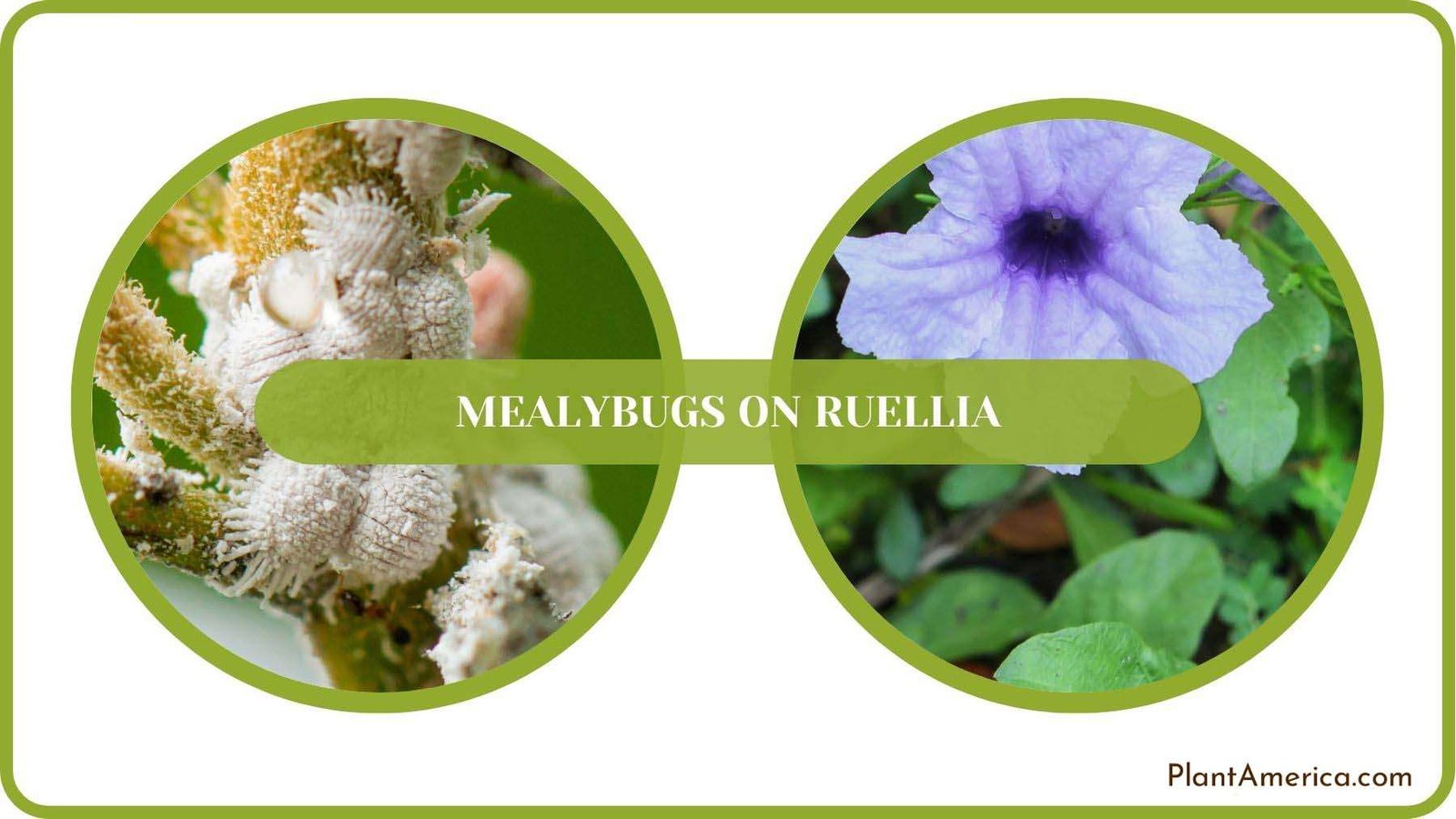 Mealybugs on Ruellia Details Plant America