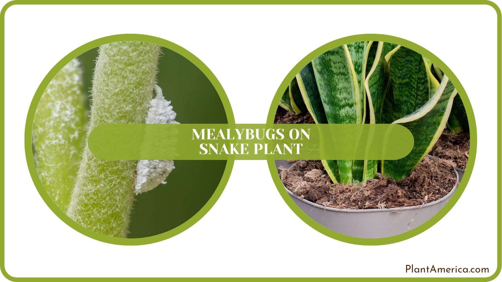 Mealybugs on Snake Plant Fixed PlantAmerica
