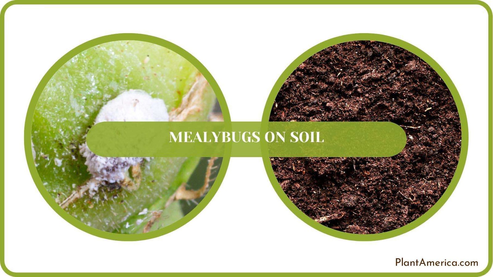 Mealybugs on Soil Details Plant America Mealybugs on Soil Details Plant America