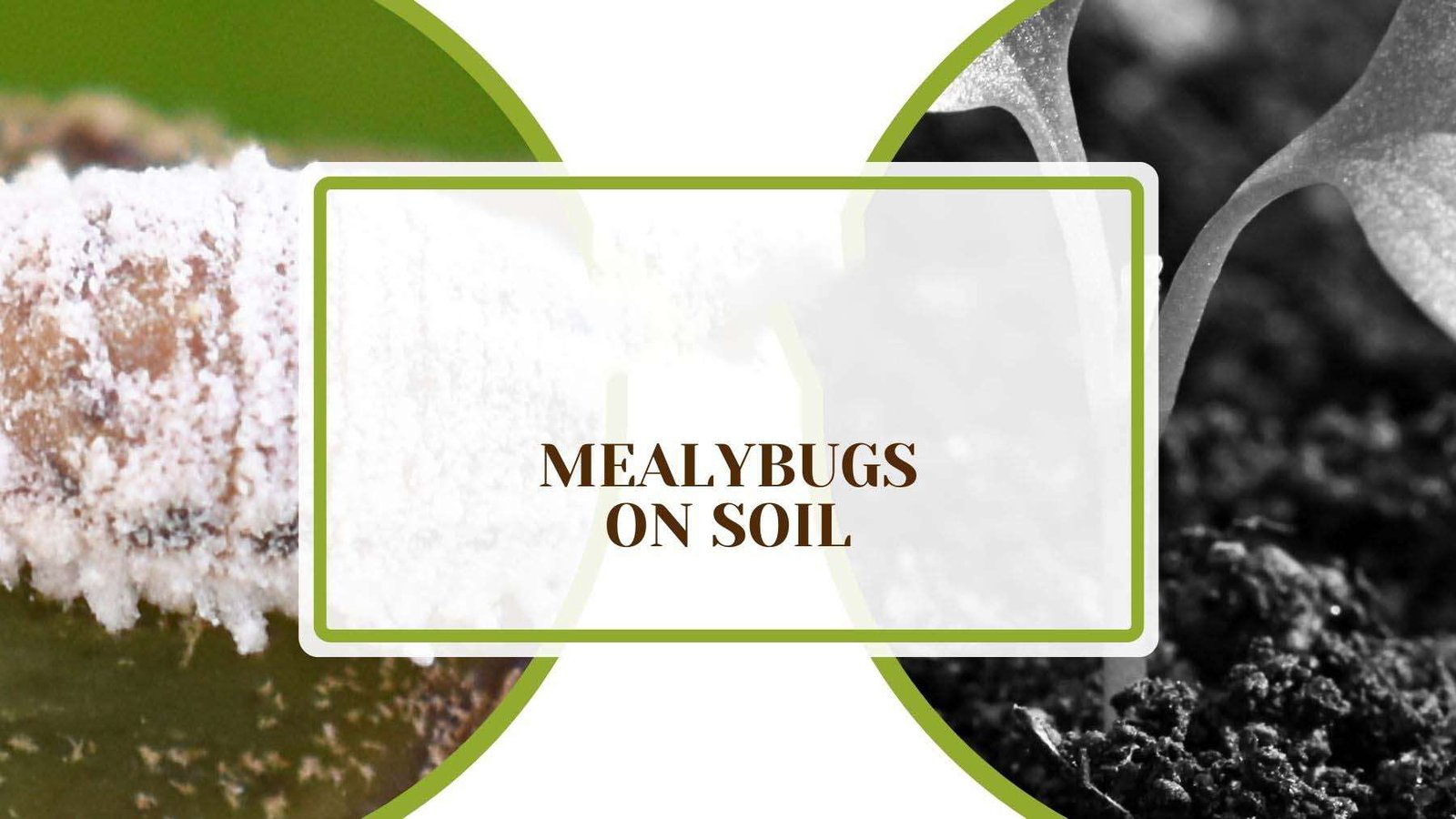 Mealybugs on Soil Plant America Mealybugs on Soil: Win the Battle with These Pro Tips!