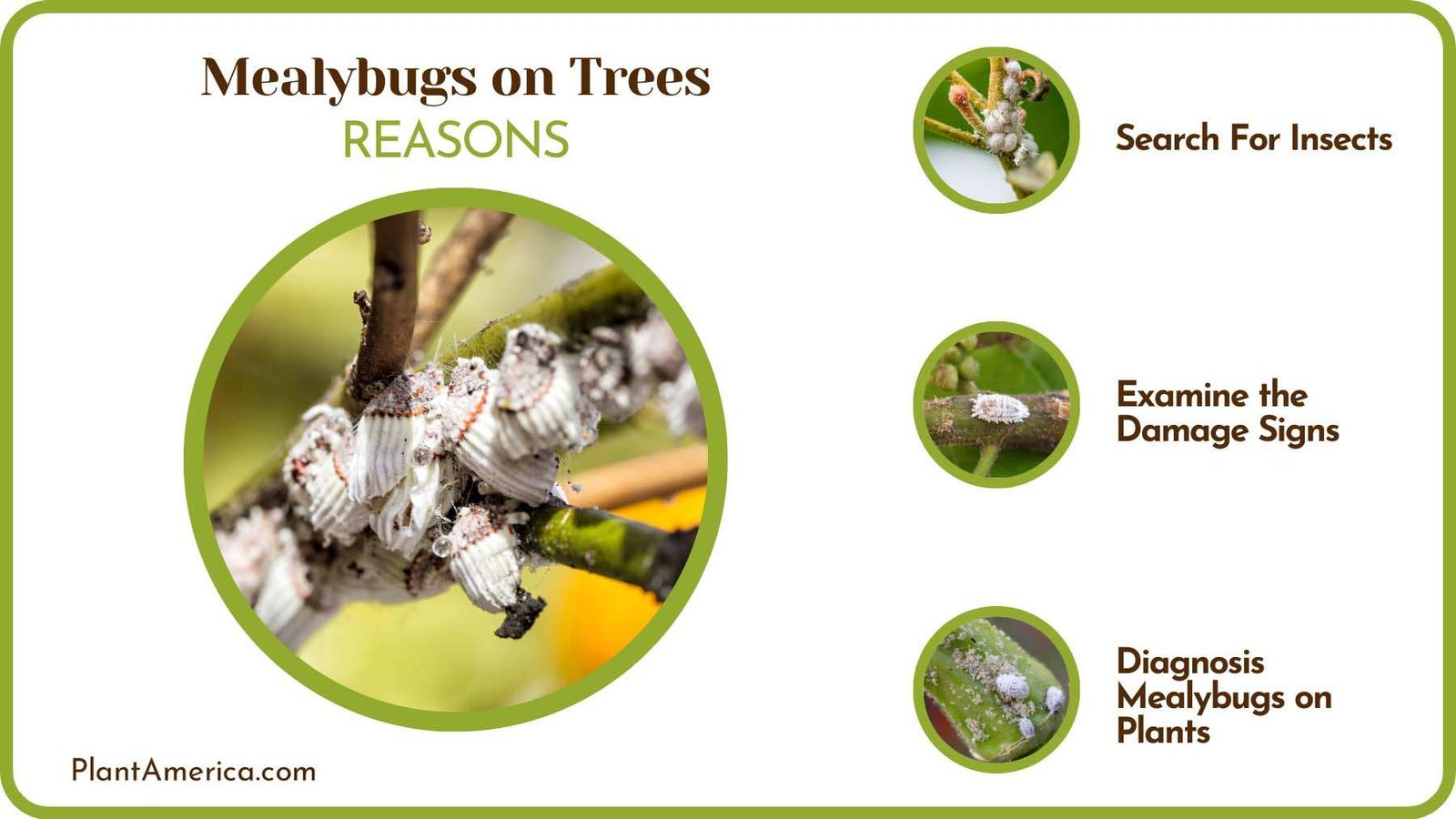 Mealybugs on Trees Causes Plant America