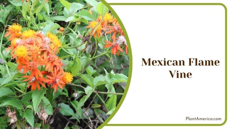 Mexican Tiny Flame Vine Beauty Plant America