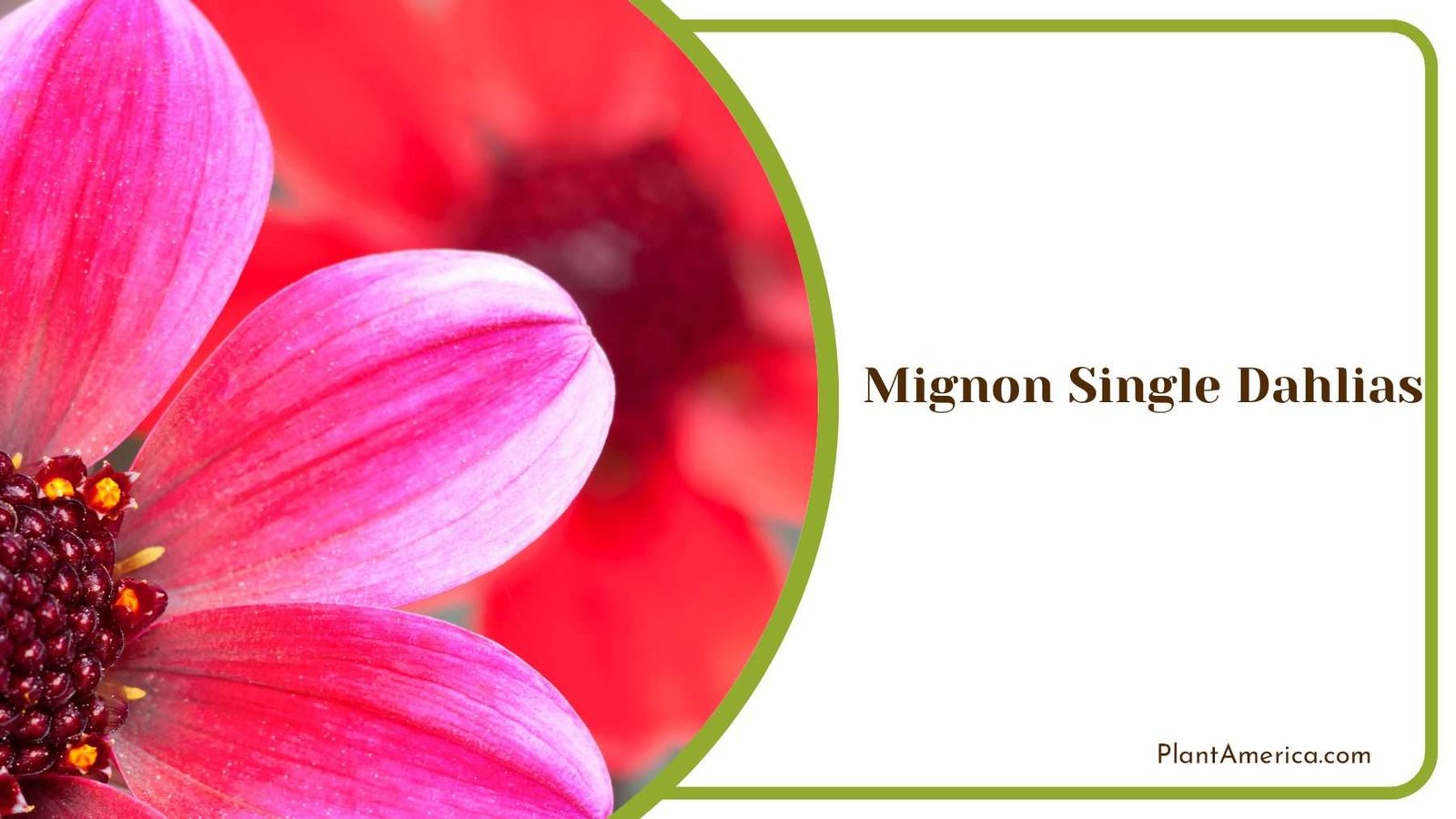 Mignon Single Dahlias Flower PlantAmerica