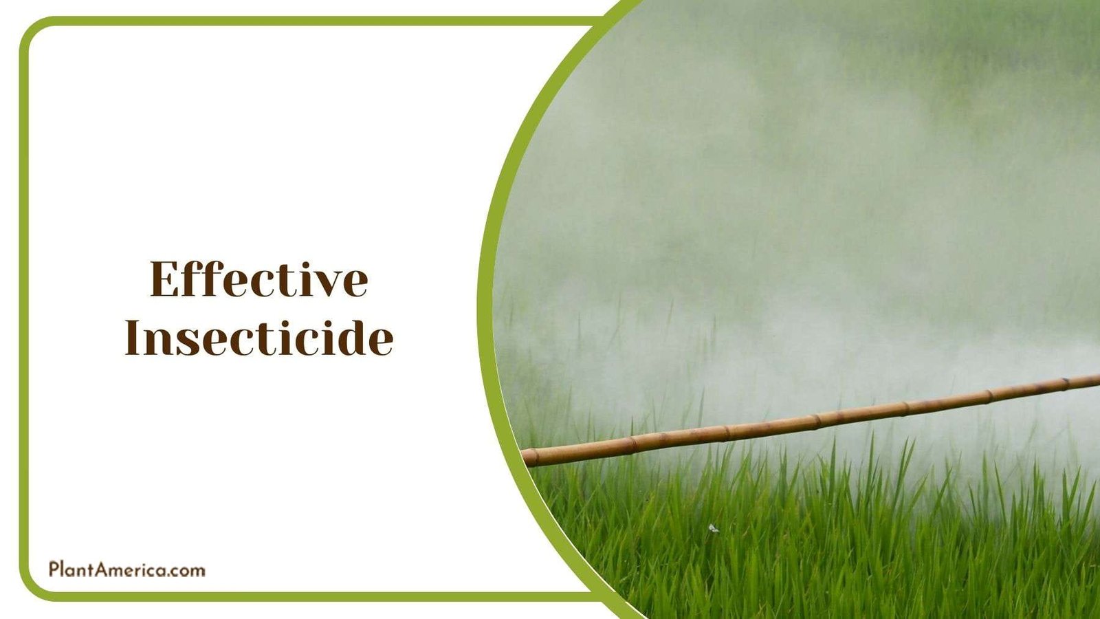 Milk as Effective Insecticide Plant America