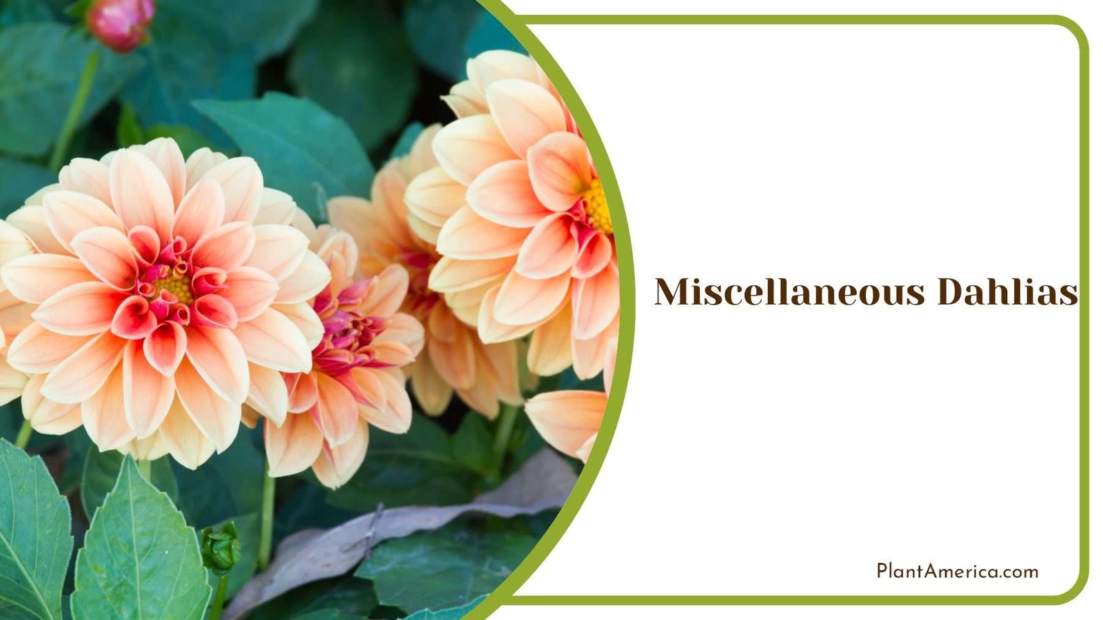 Miscellaneous Dahlias With Green Leaves PlantAmerica