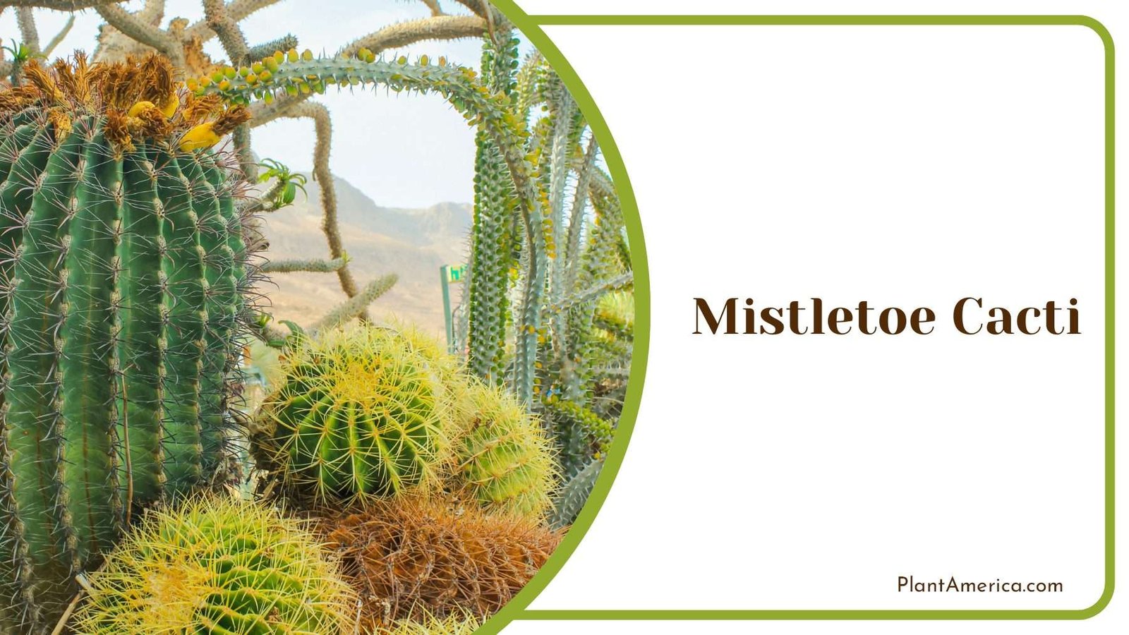 Mistletoe Cacti Growth Plant America