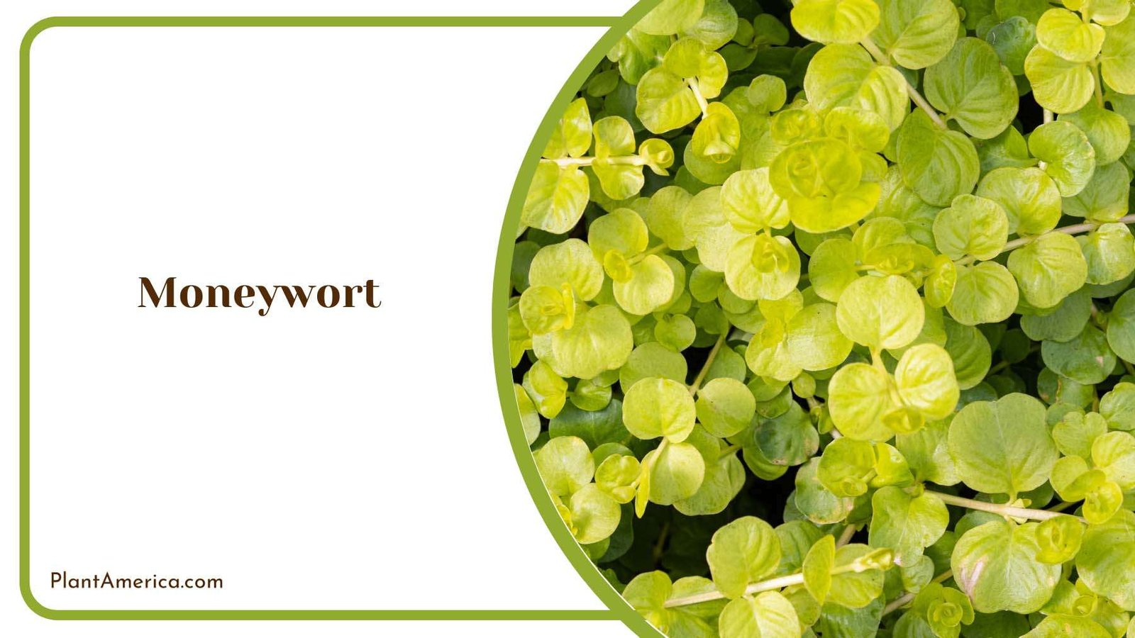 Moneywort Leaves Plant America