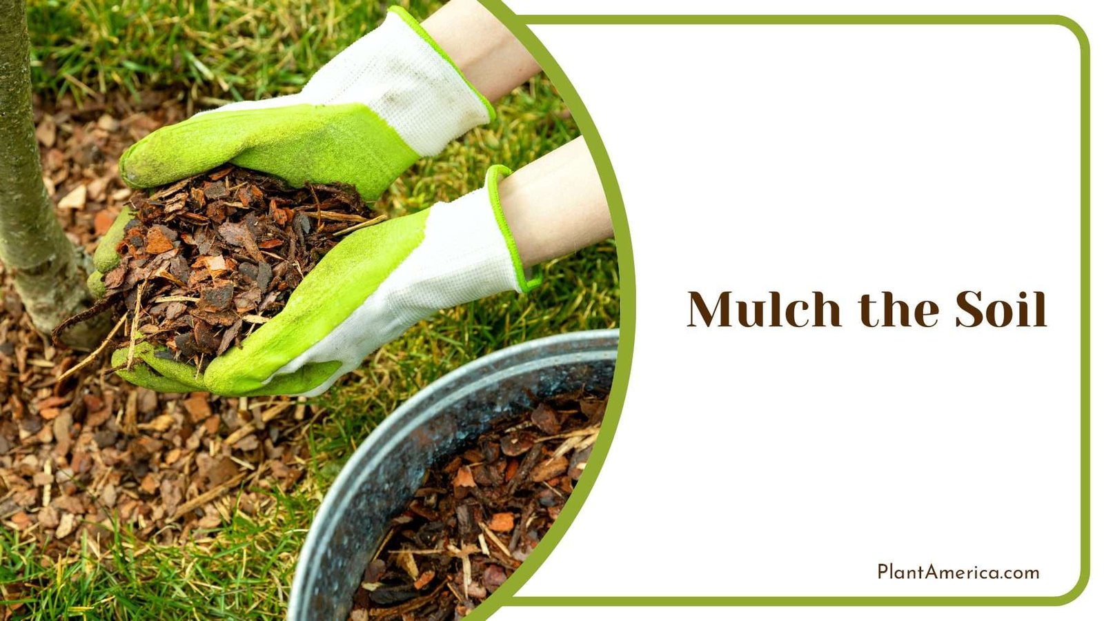 Mulching Soil around Plants Plant America