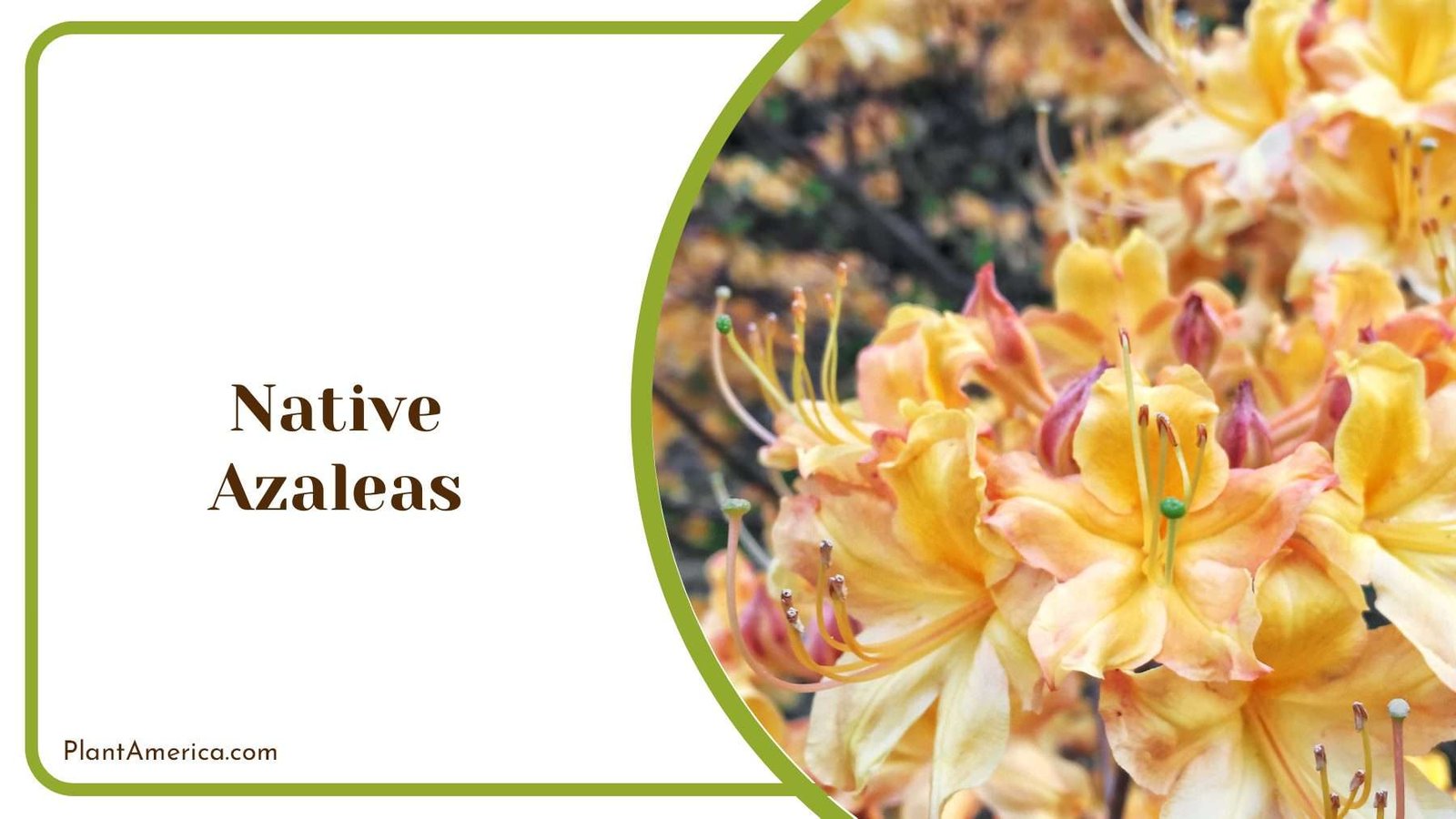 Native Azalea with Yellow Blooms Plant America