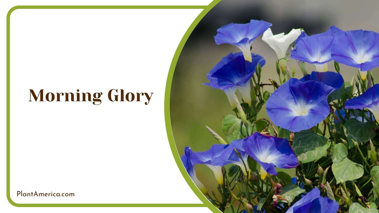 Nature s Morning Glory Plant America 1