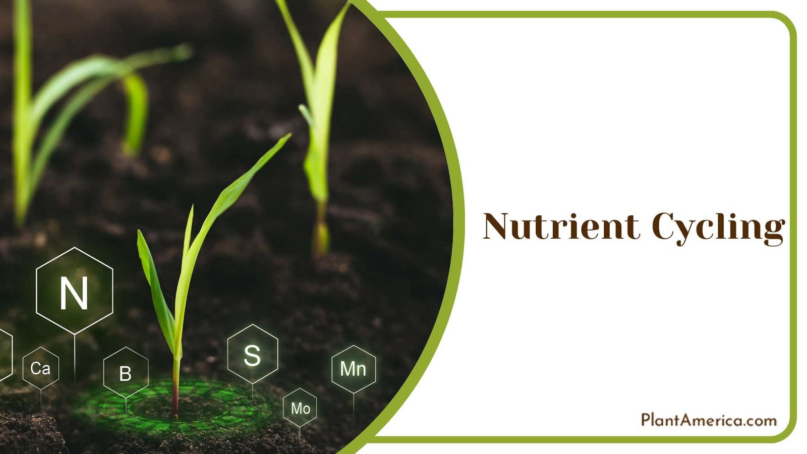 Nutrient for Soil PlantAmerica