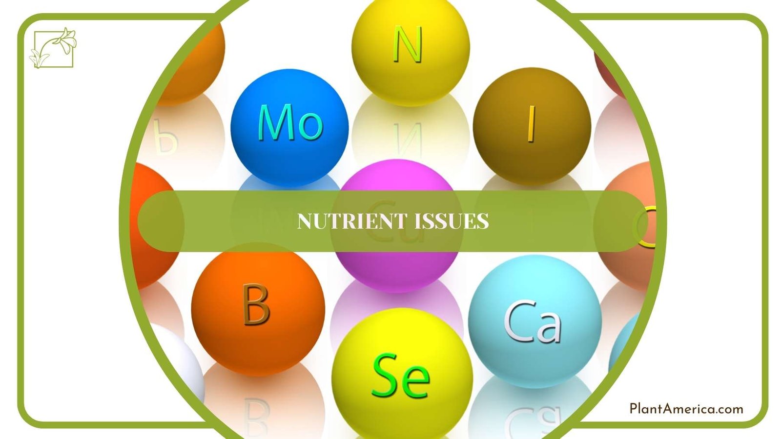 Nutrients On a White Surface ~ Plant America