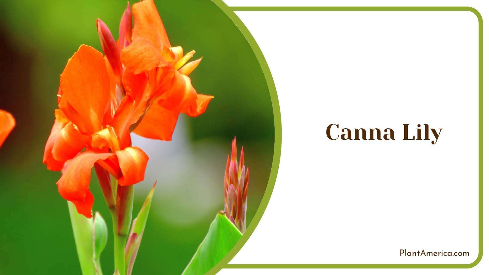 Orange Canna Lily Care Plant America