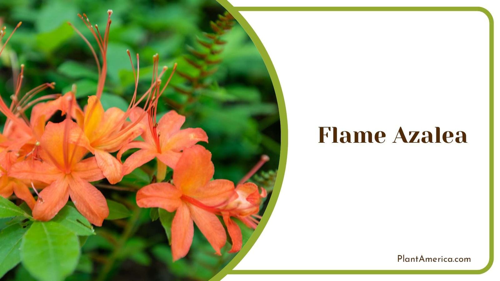 Orange Flame Azalea Plant America