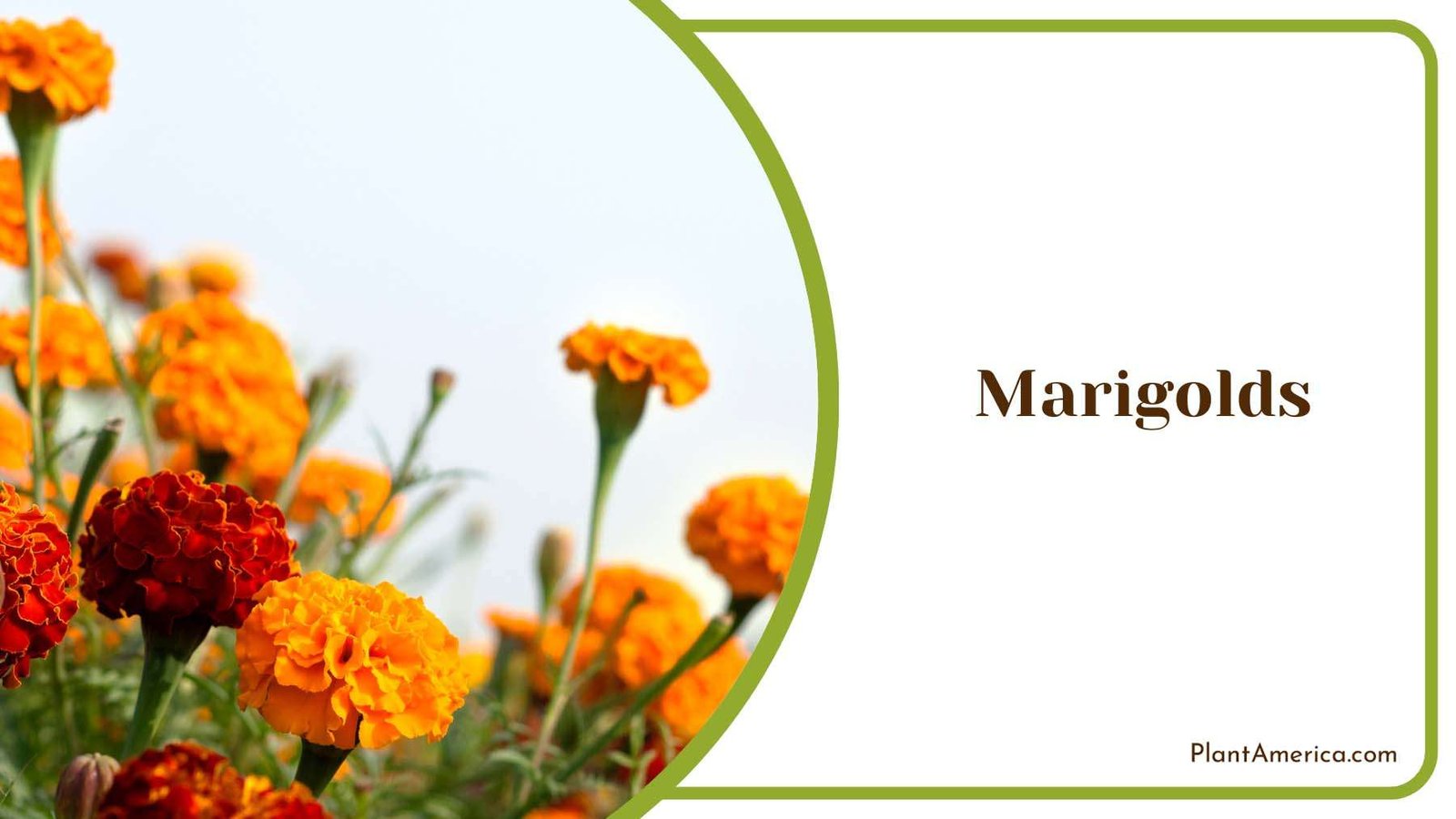 Orange Marigolds With Green Leaves Plant America