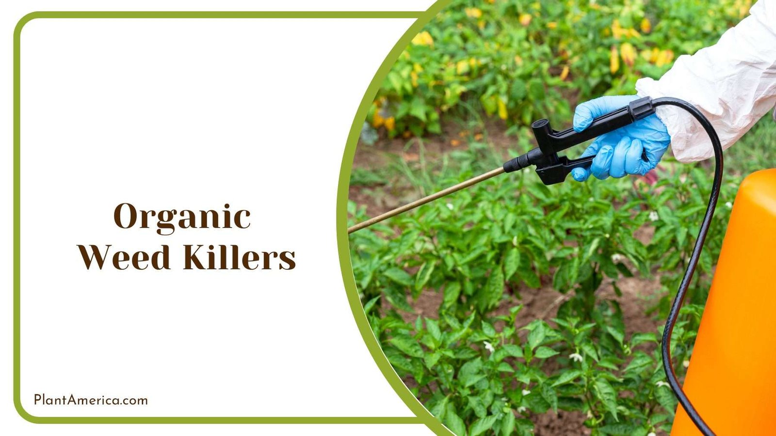 Organic Weed Killers Plant America