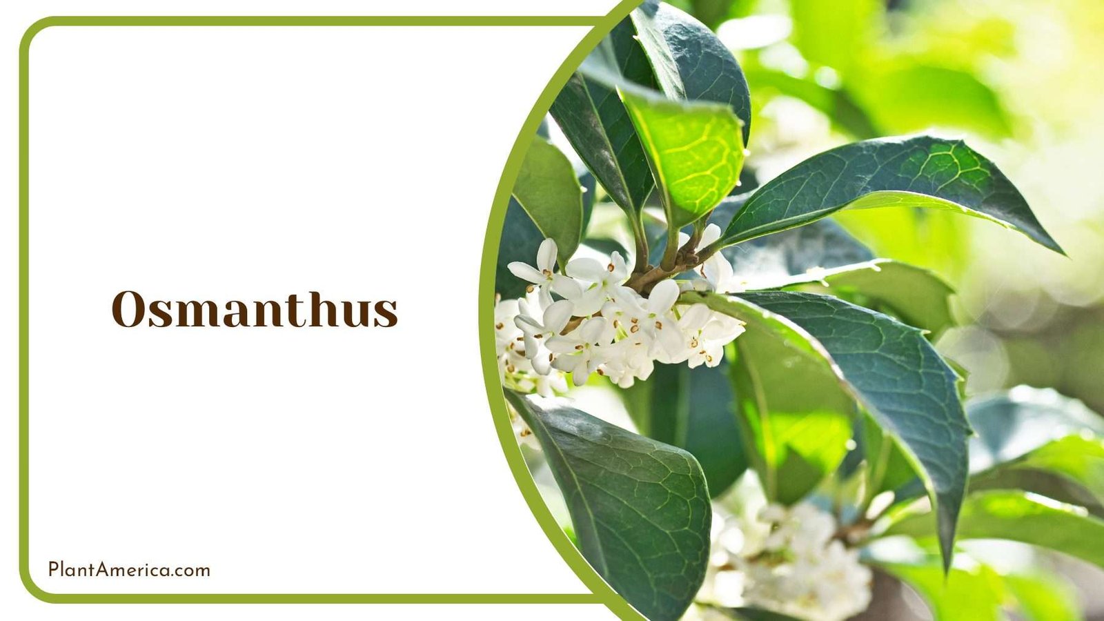 Osmanthus Flowers Aromatic Blossoms For Your Garden Plant America Osmanthus Flowers Aromatic Blossoms For Your Garden Plant America