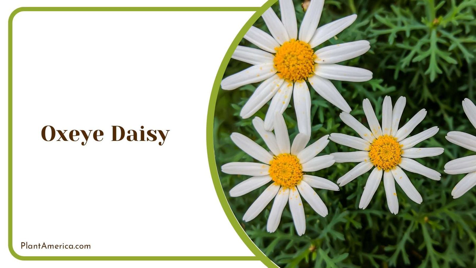Oxeye Daisy Stars Plant America