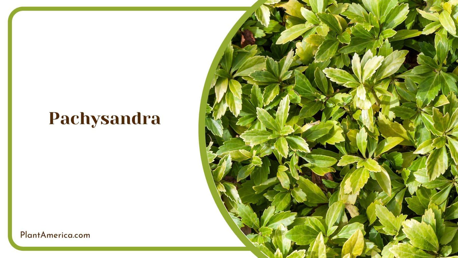 Pachysandra Green Leaves Plant America