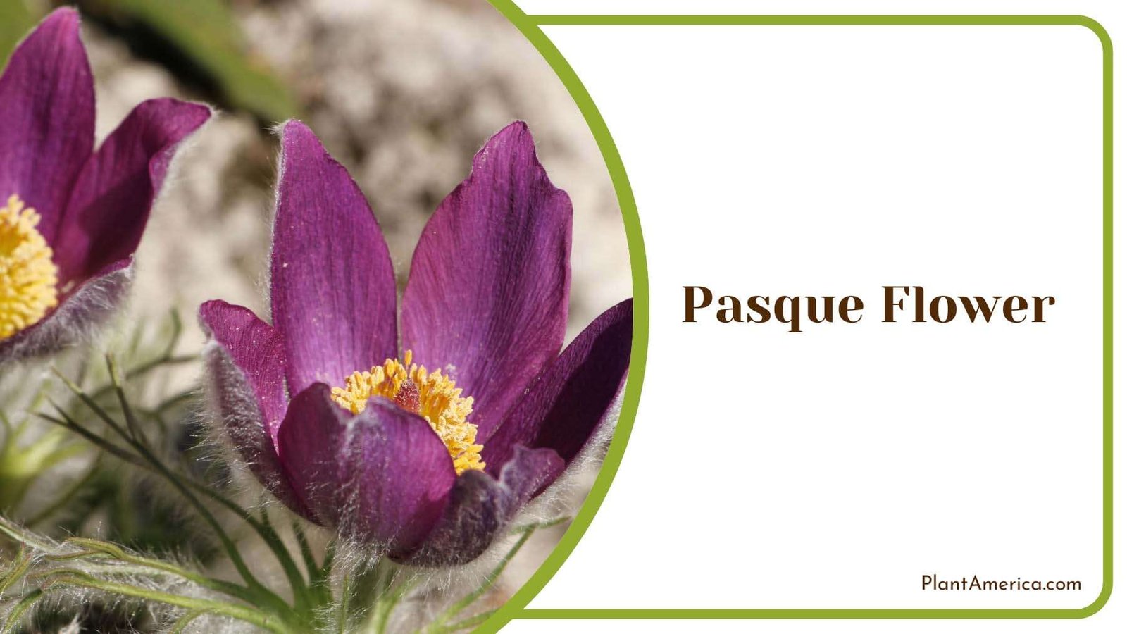 Pasque Flower Plant America