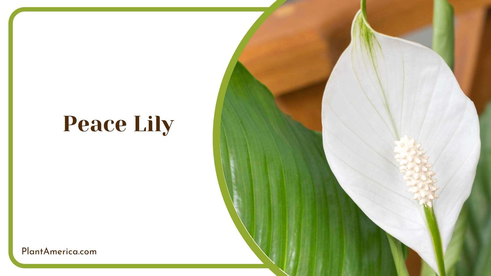 Peace Lily Serene Indoor Beauty Plant America