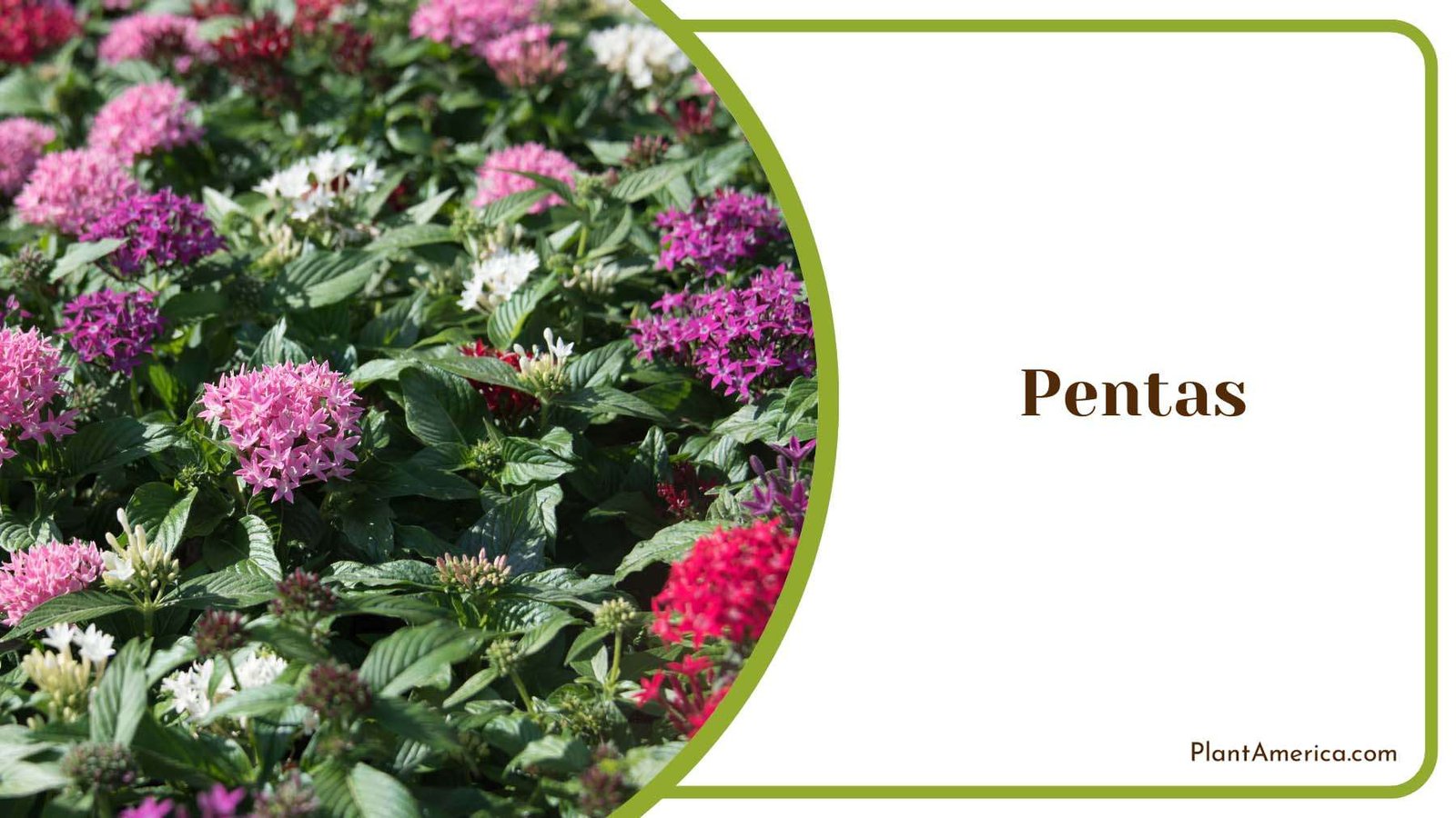 Pentas With Tiny Flowers And Green Leaves Plant America