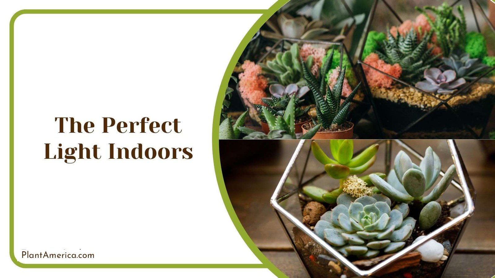 Perfect Light for Indoor Succulent Plant America Perfect Light for Indoor Succulent Plant America
